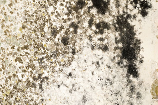 Mould